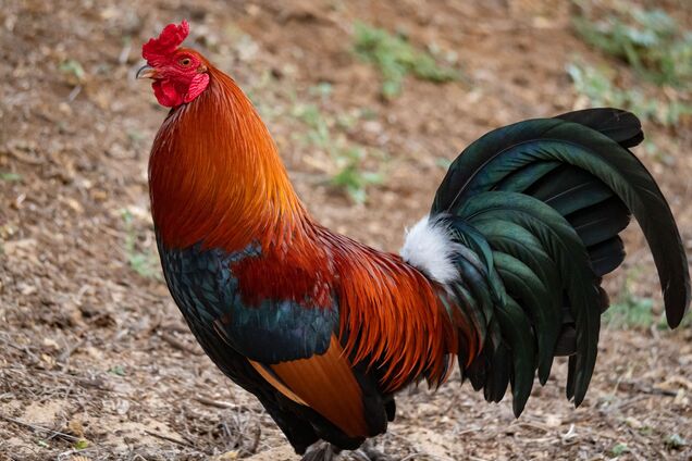 'Петушиное яйцо': что это такое и можно ли его есть