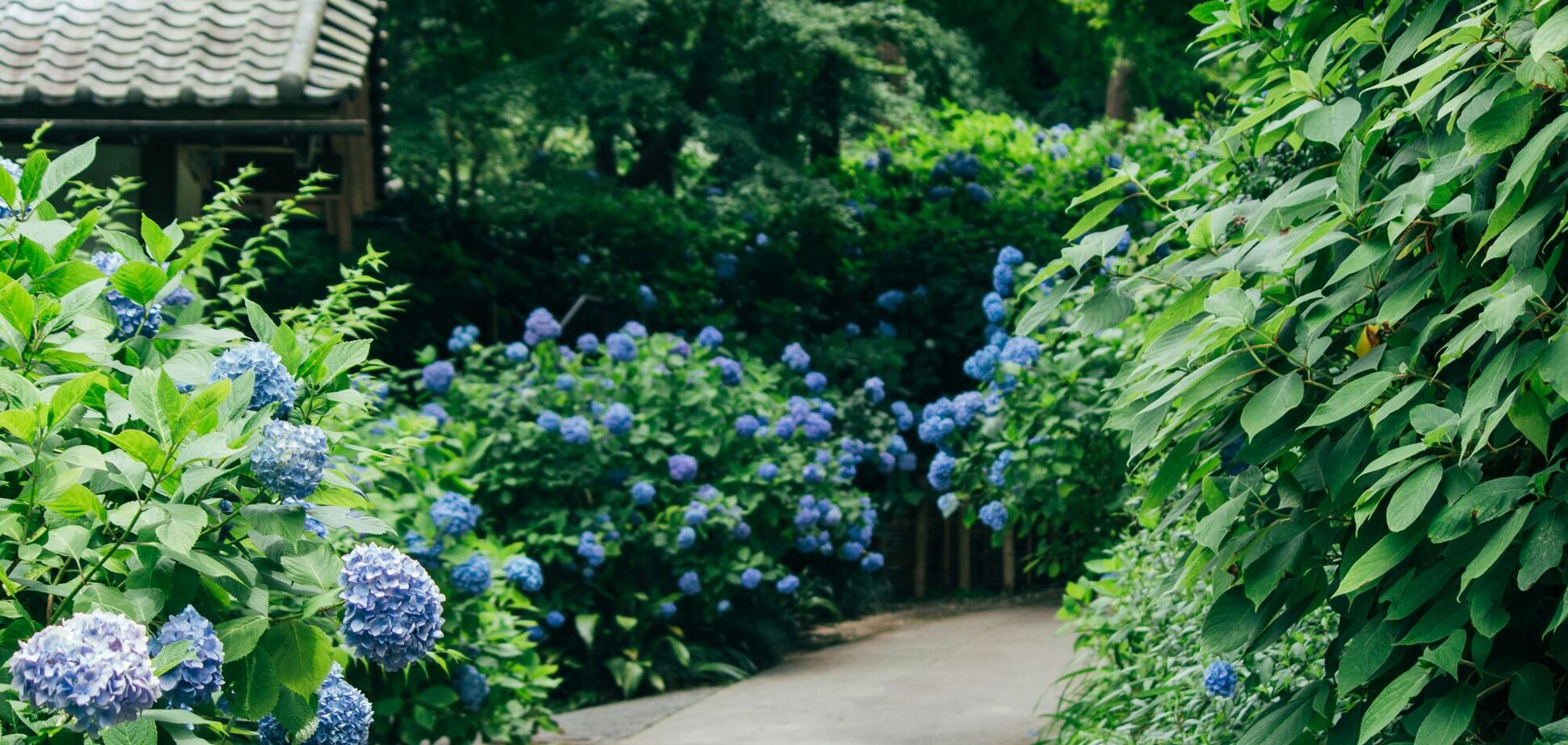 Як виростити багаторічні гортензії: поради експертів