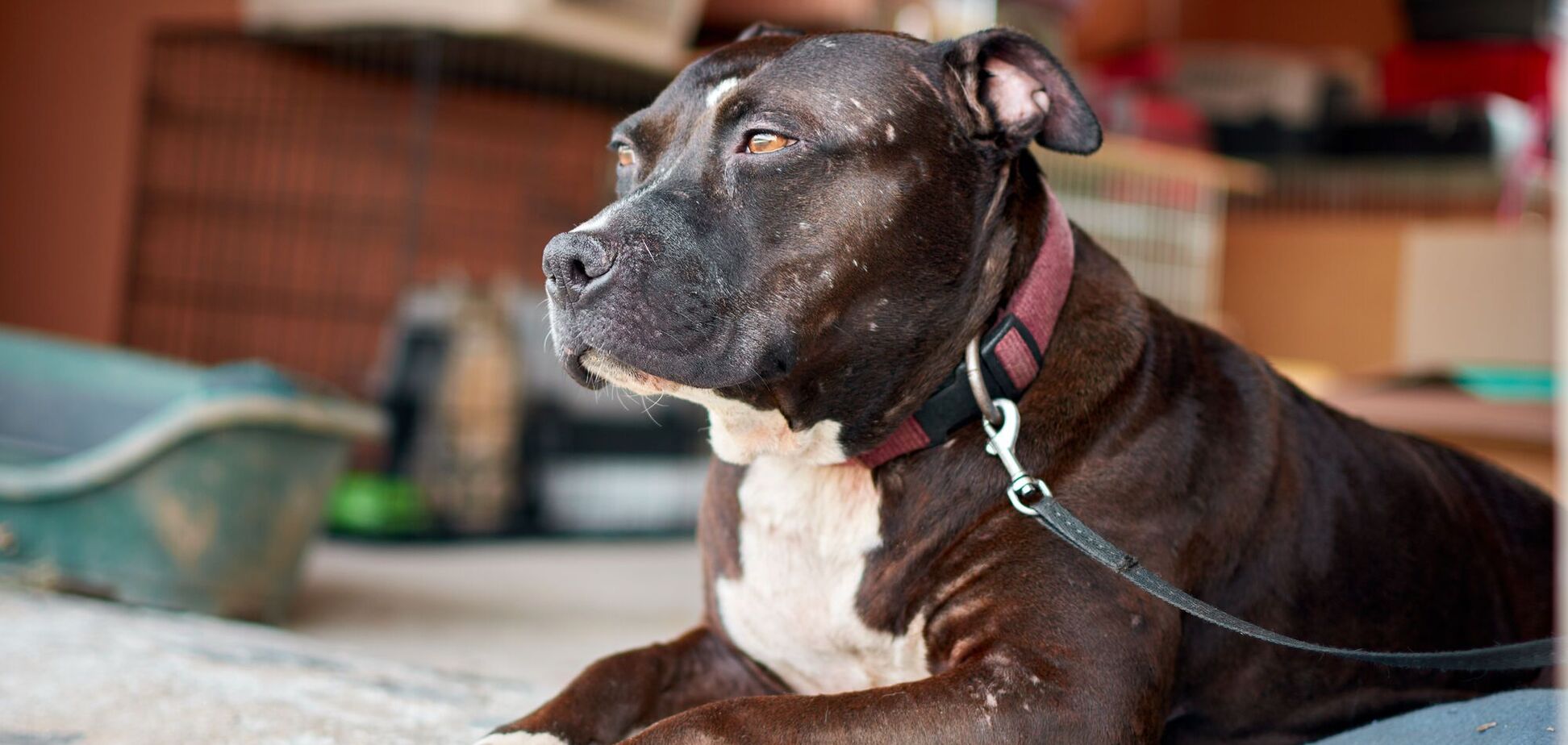 Професійний дресирувальник собак назвав 5 порід, які є найкращими охоронцями