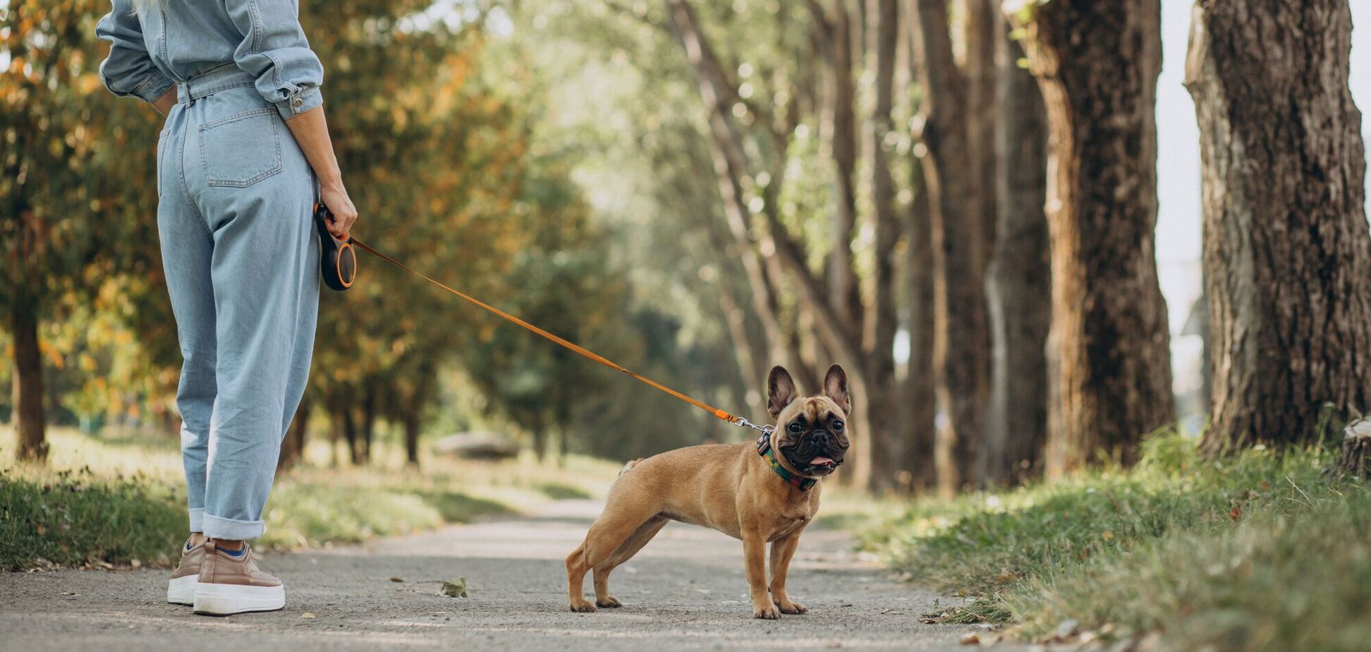 Усього дві хвилини після кожної прогулянки: ветеринар назвав обов’язкове завдання для власників собак
