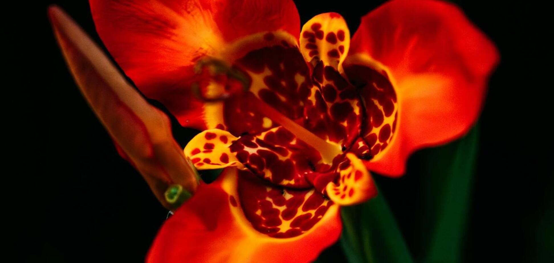 Схожа на екзотичних метеликів: як виростити тигридію