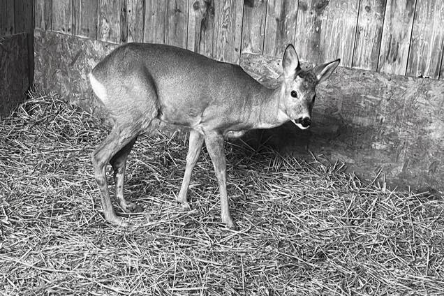'Как же больно': спасенная после ДТП на Киевщине косуля погибла из-за российского обстрела. Фото