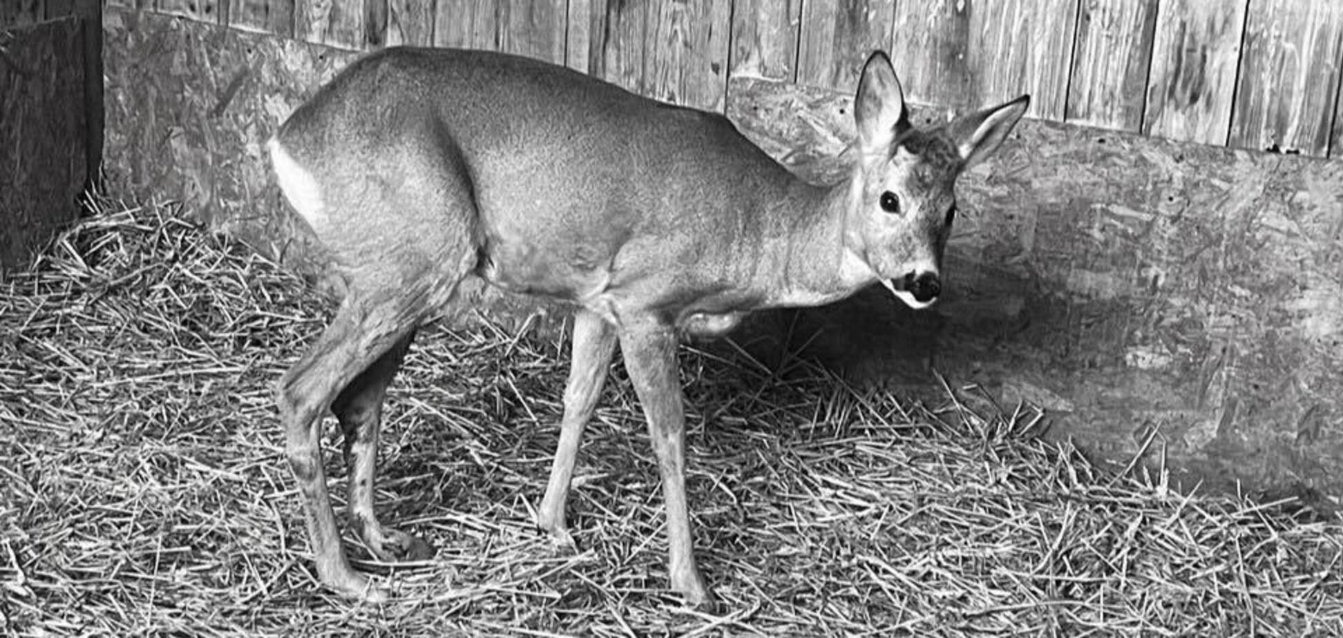 'Как же больно': спасенная после ДТП на Киевщине косуля погибла из-за российского обстрела. Фото