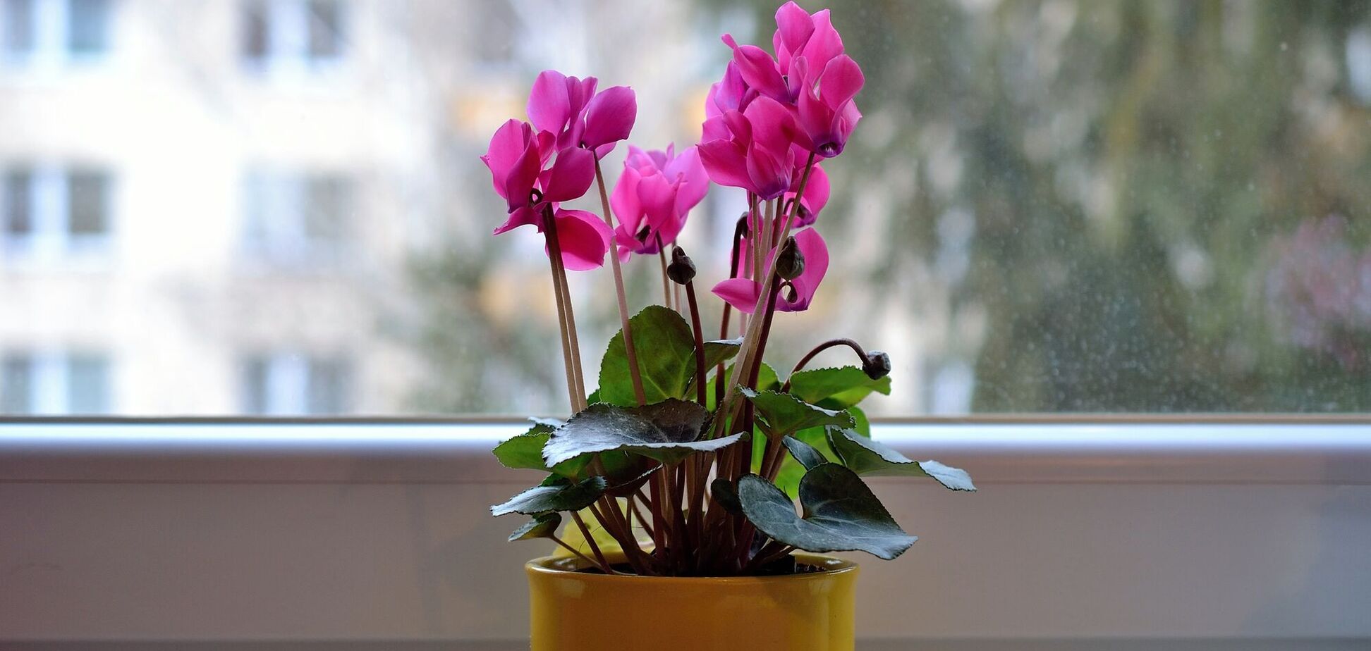 Є три правила догляду: як виростити здоровий цикламен