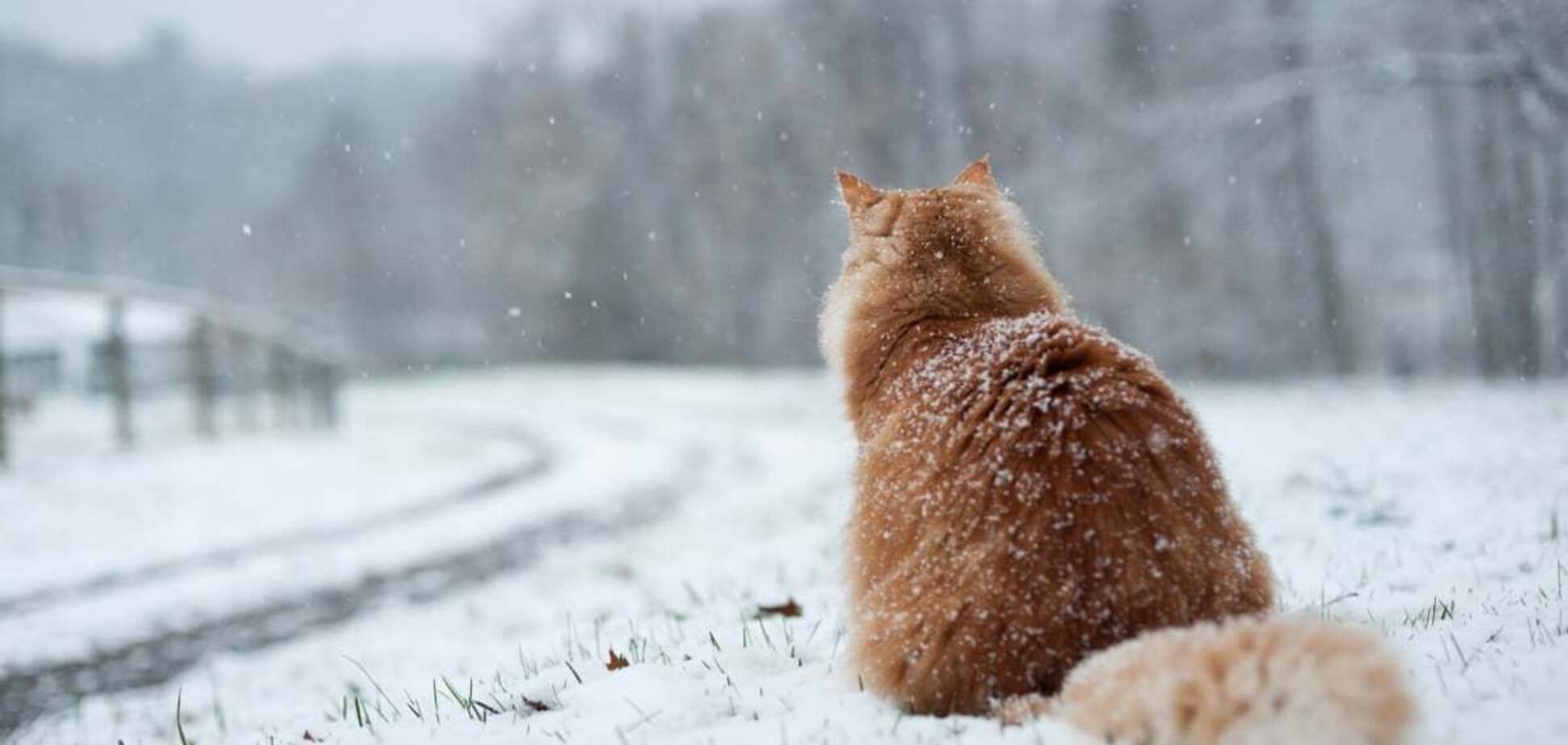 Яким буде перший місяць зими: синоптики дали несподіваний прогноз
