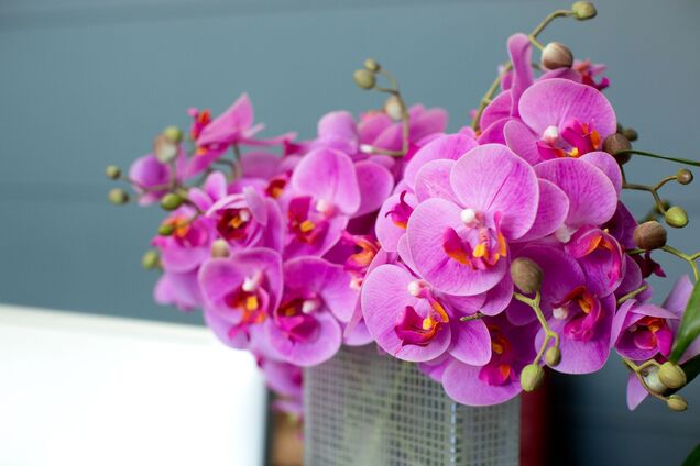 Что сделать, чтобы орхидеи цвели снова и снова: секретный прием