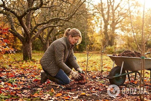 Чем подкормить саженцы плодовых деревьев: быстро пойдут в рост