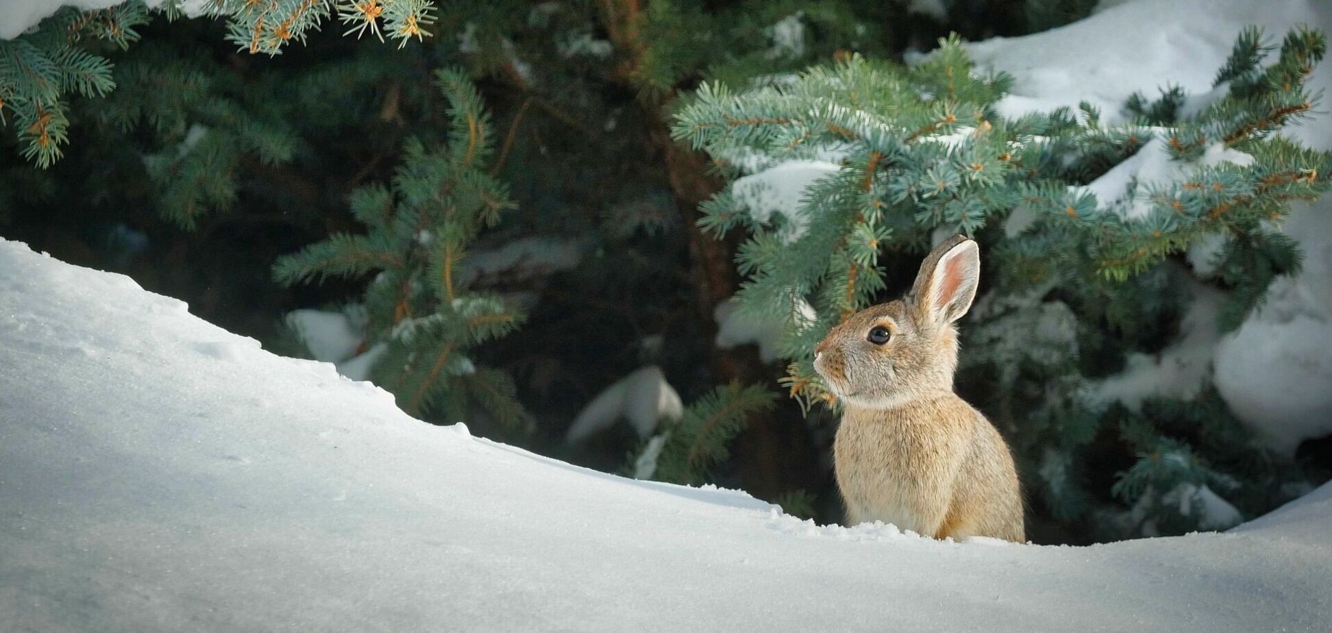 Погода в грудні здивує українців: синоптики розповіли, яких аномалій чекати