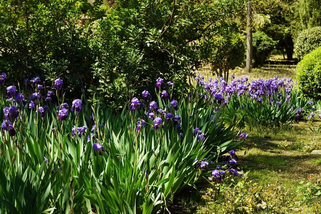 Пересаджувати не треба: які багаторічні квіти не бояться морозу
