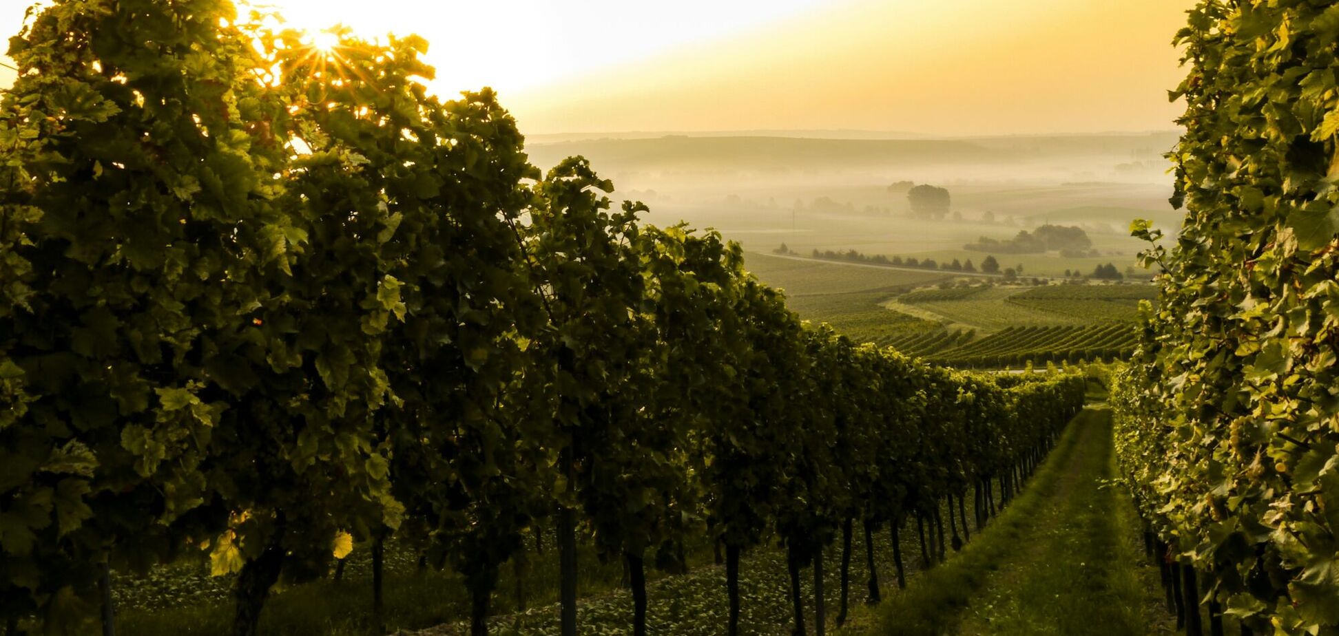 Когда надо укрывать виноград: советы для дачи