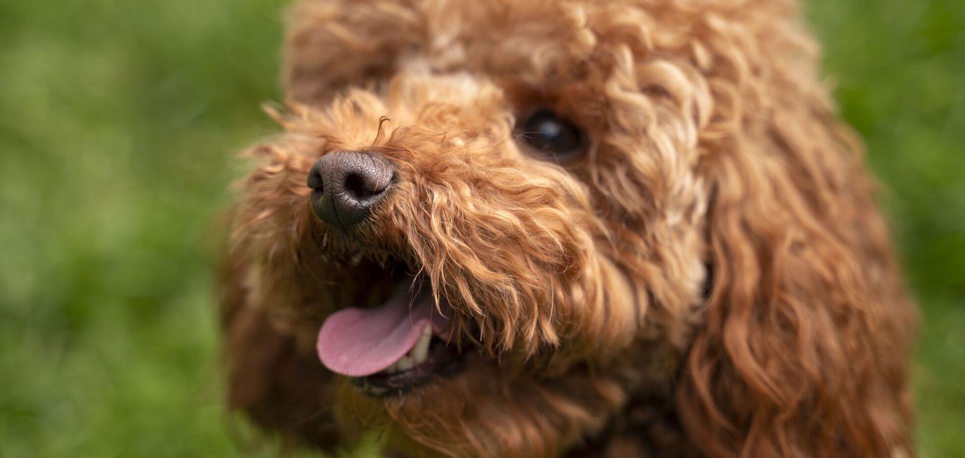 Названо п’ять порід собак, які не линяють і не влаштовують безлад