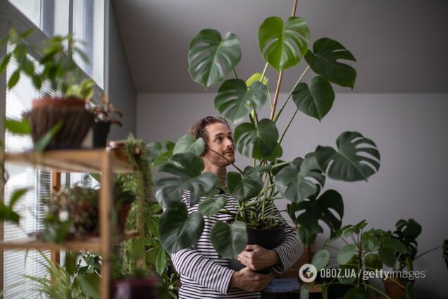 Щоб росла в ширину, а не вгору: хитрощі для догляду за монстерою