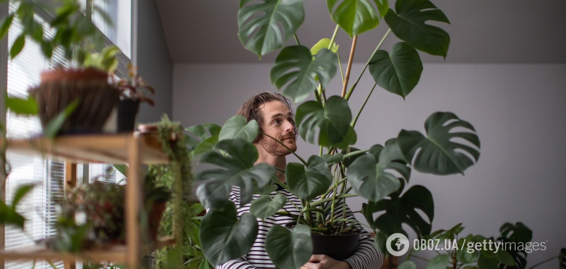 Щоб росла в ширину, а не вгору: хитрощі для догляду за монстерою