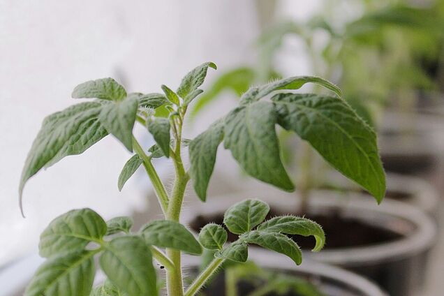 Когда сажают помидоры на рассаду: секреты наилучшего урожая