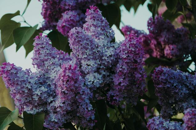 Чи треба обрізати бузок восени: як не нашкодити рослині