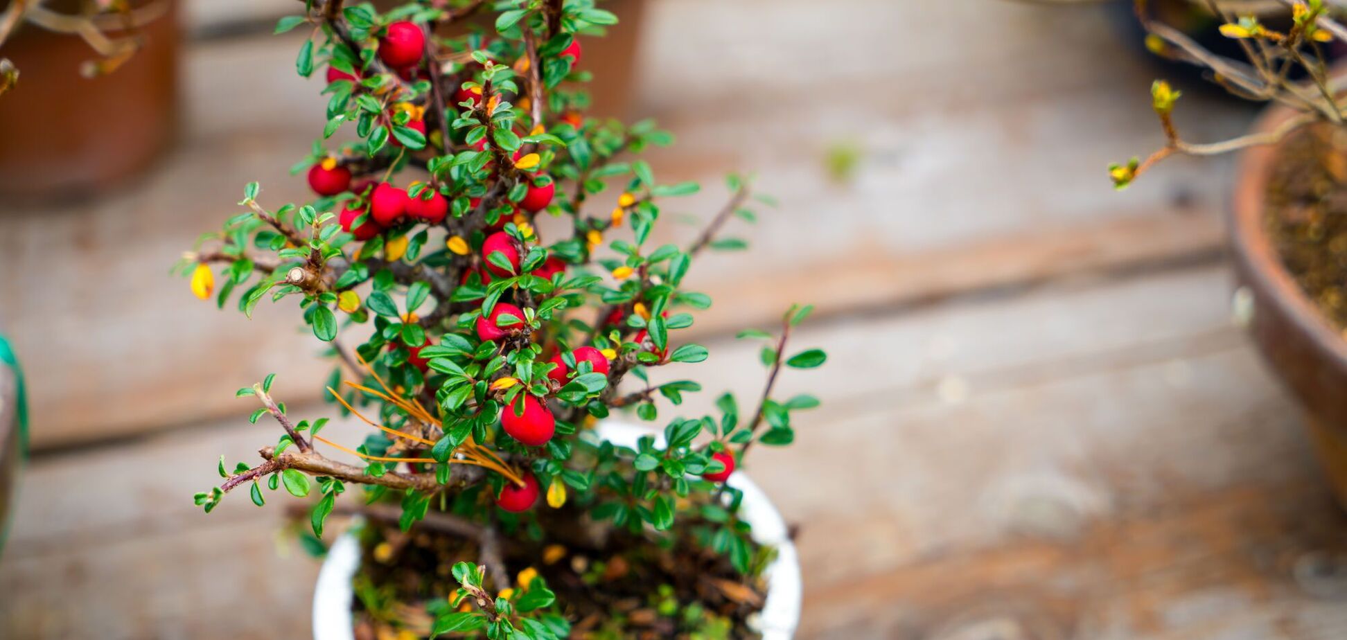 Как превратить мрачный сад зимой в яркую игру красок: ценные советы