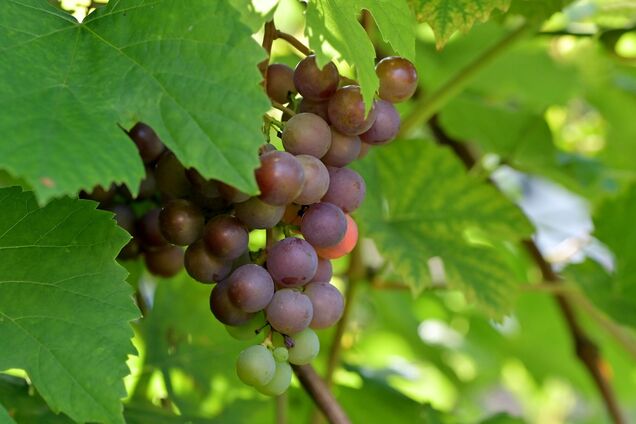 Восени чи навесні? Коли краще обрізати виноград