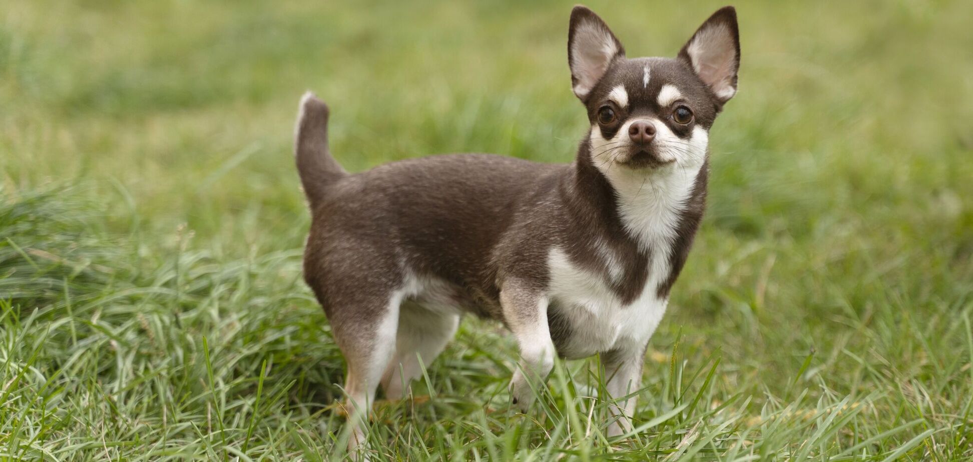 Названа порода собак, которая больше всего склонна к кусанию