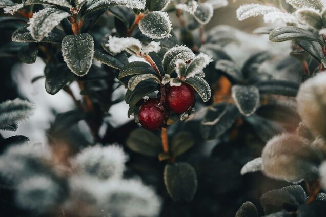 Що таке 'брусника': як правильно перекласти українською