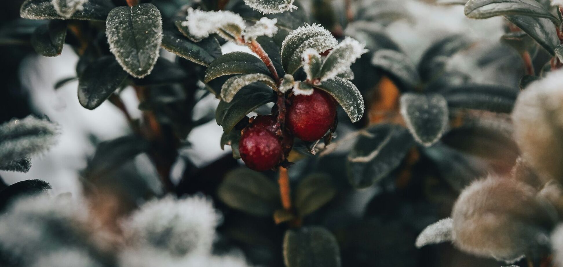 Що таке 'брусника': як правильно перекласти українською