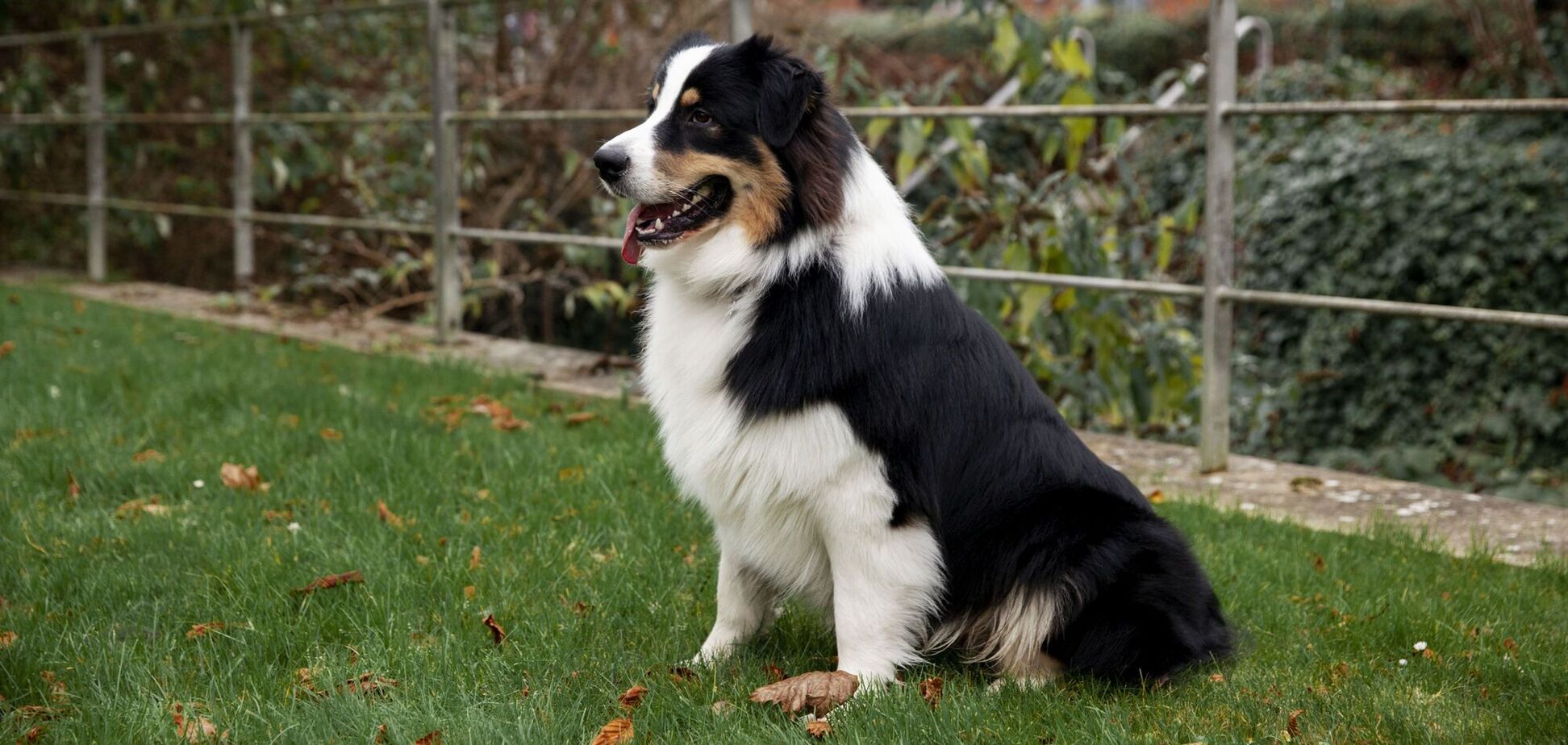 Названо п'ять винятково розумних порід собак