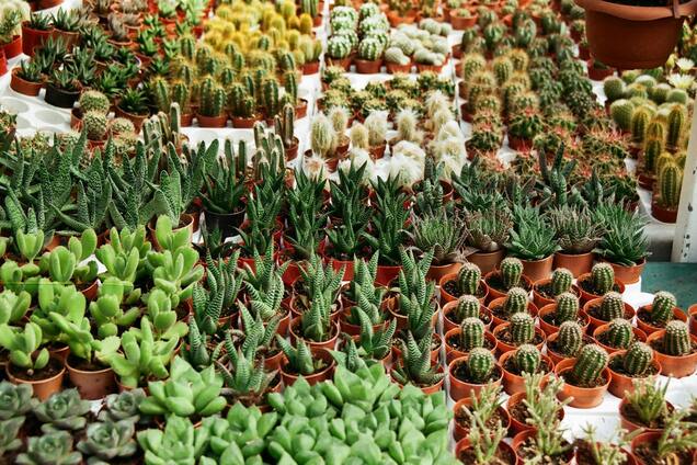 Могут расти более 50 лет: названы самые выносливые суккуленты