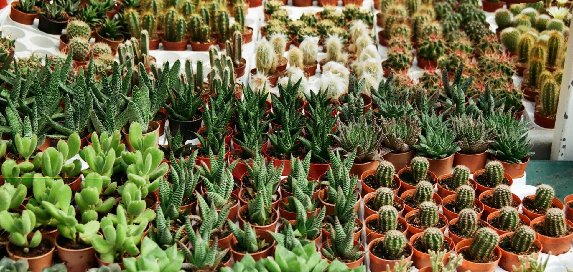 Могут расти более 50 лет: названы самые выносливые суккуленты