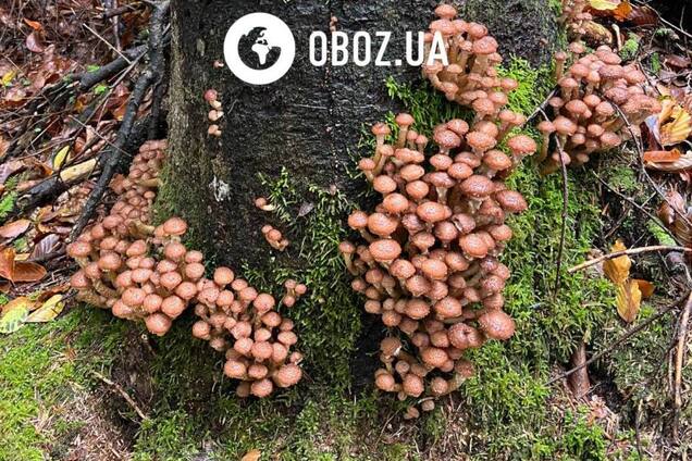 В Карпатах нашли впечатляющие места, где растут опята: вы такого еще не видели. Фото