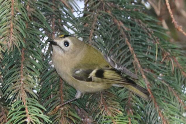 В парке в Ивано-Франковске заметили самую маленькую птицу Украины. Фото