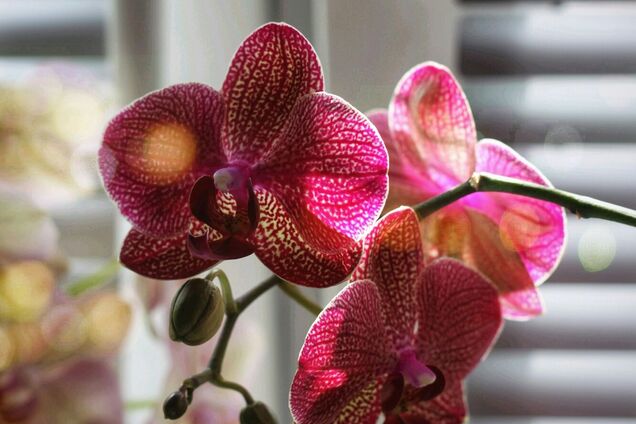 Какое окно лучше всего подойдет для орхидеи: куда поставить зимой