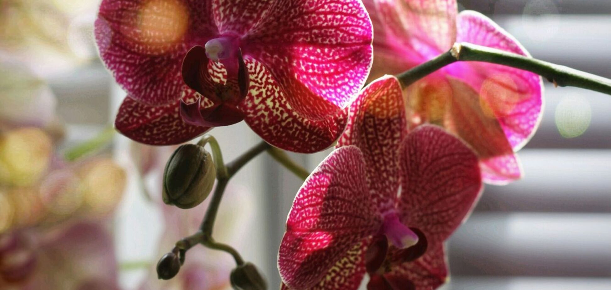 Какое окно лучше всего подойдет для орхидеи: куда поставить зимой