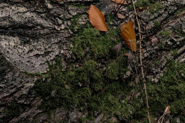 Как защитить деревья от мха и лишайников: советы для дачи