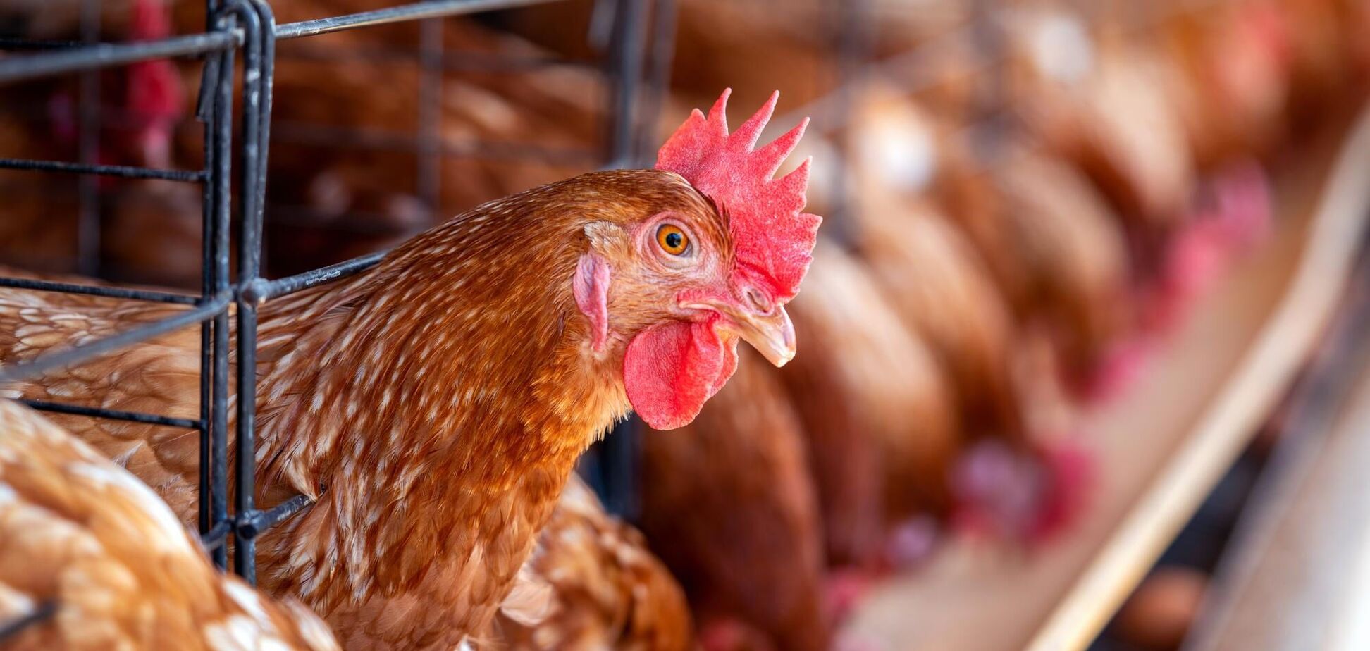 Иллюстрация - птицефабрика, производство курятины