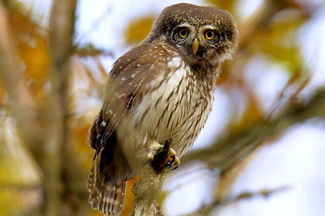 Настоящий хищник: в лесах Чернобыля заметили самую маленькую сову Украины. Фото