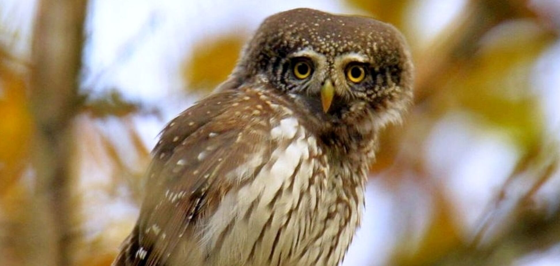 Настоящий хищник: в лесах Чернобыля заметили самую маленькую сову Украины. Фото
