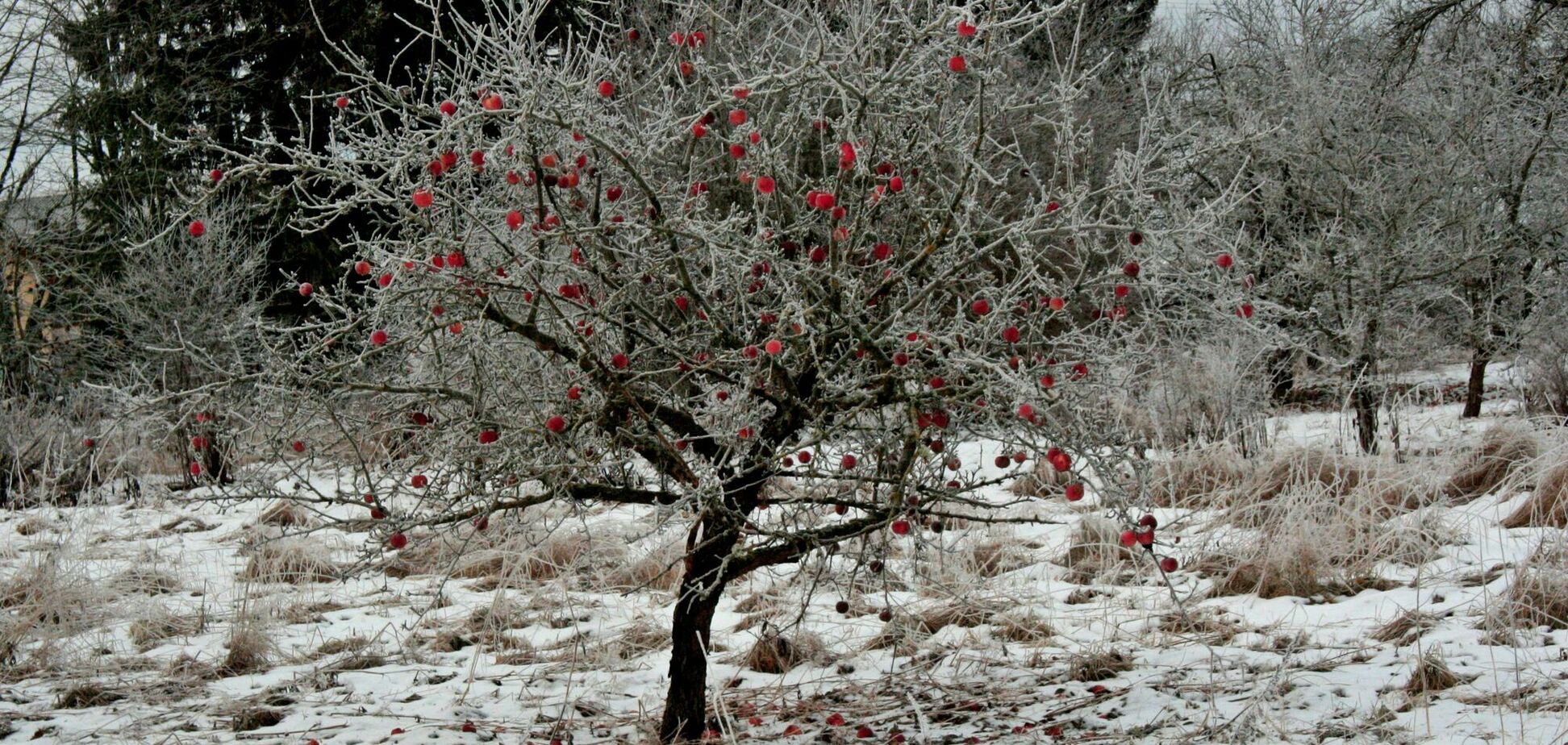 Как защитить яблоню в саду в преддверии зимы: простые правила