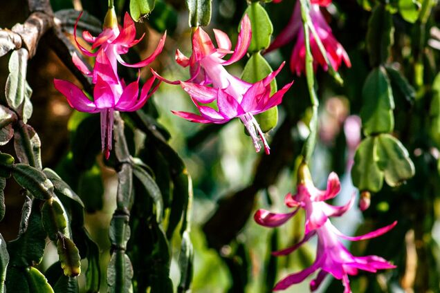 Как заставить рождественский кактус зацвести вовремя: советы экспертов по садоводству