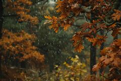 Новая неделя начнется с дождей: какая будет погода в Украине