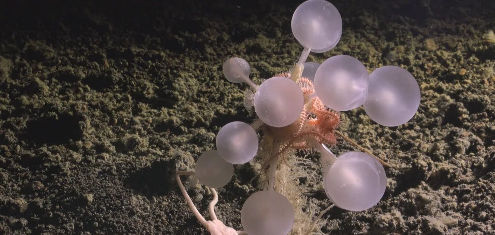 Хищная губка, червь-зомби и другие: возле Антарктиды открыли 30 новых видов глубоководных организмов. Фото и видео