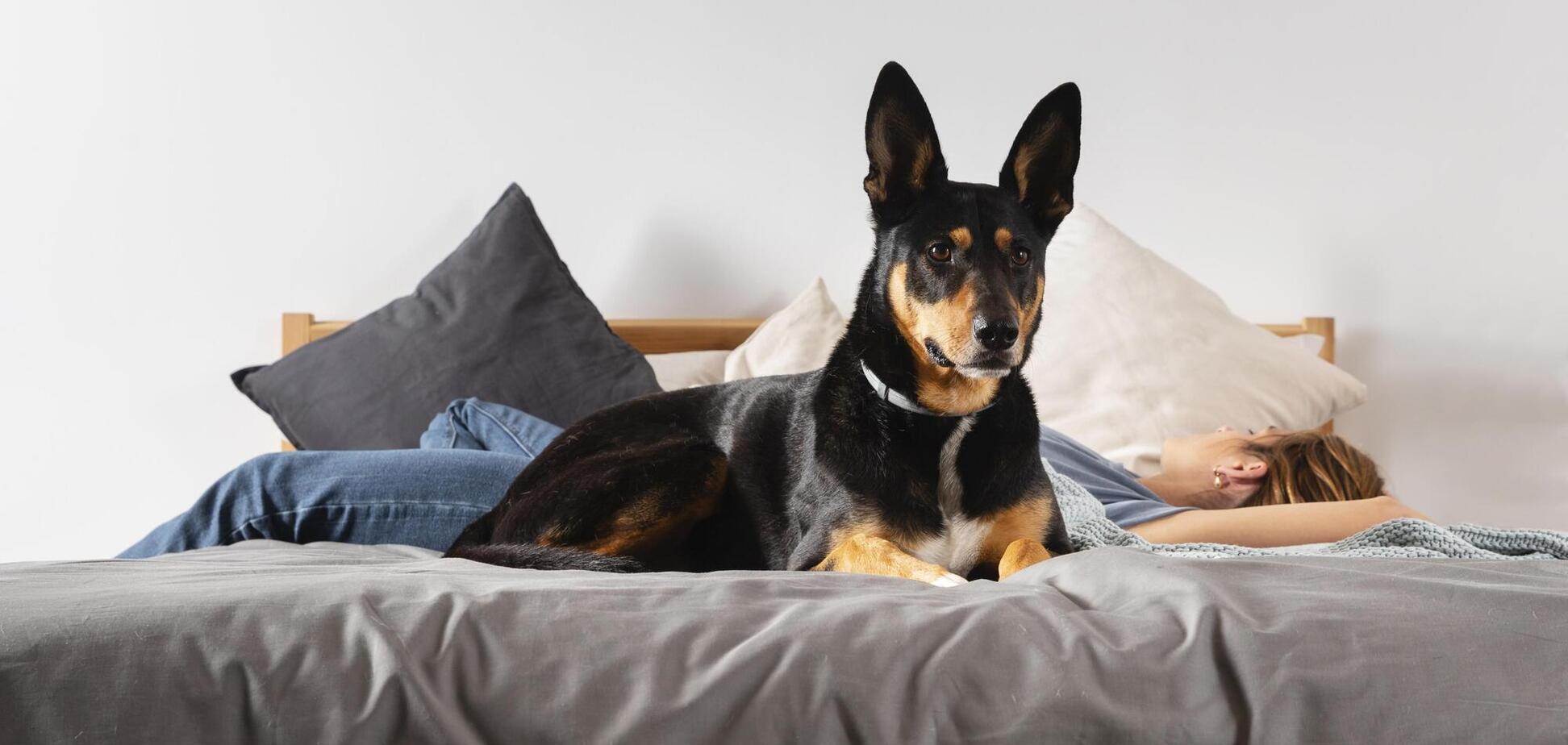 Чи варто дозволяти собакам і котам спати у вашому ліжку: відповідь експерта