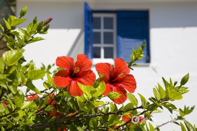 Надо ли обрезать гибискус на зиму: как сохранить куст здоровым