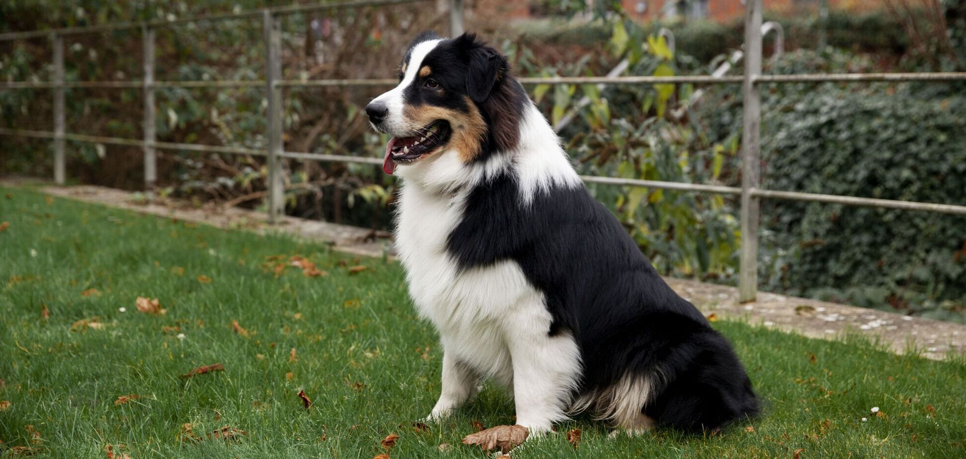 Названо породи собак, які найбільше схильні до депресії взимку