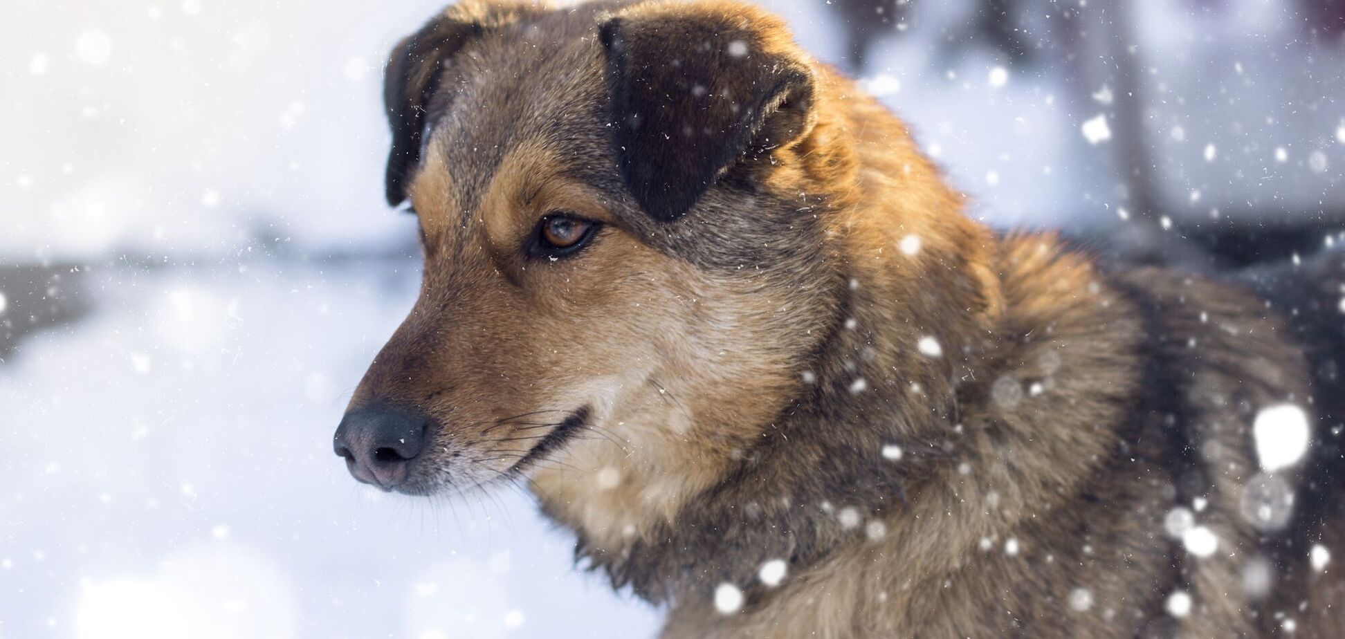 Сім ознак того, що вашому собаці загрожує небезпека: як уберегти від переохолодження
