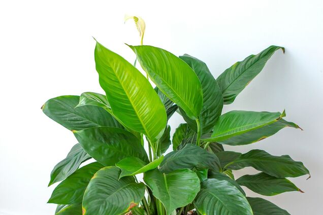 Одна ошибка может загубить спатифиллум: как делать нельзя