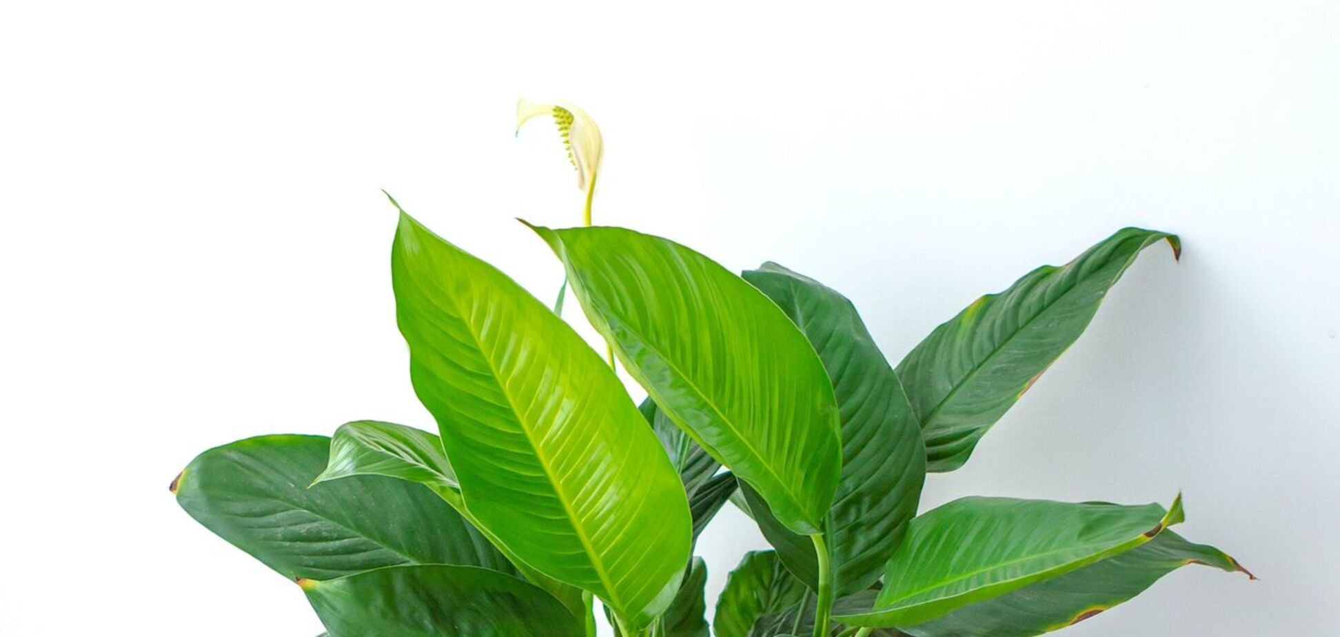 Одна ошибка может загубить спатифиллум: как делать нельзя