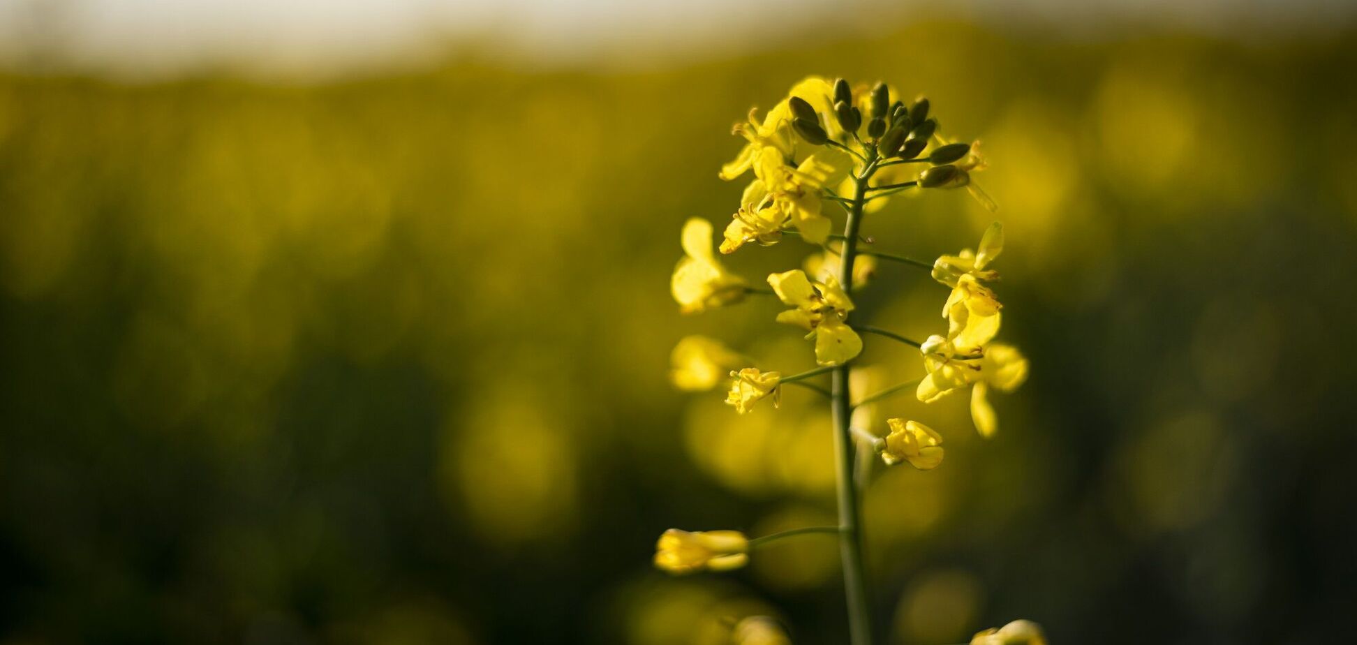 Иллюстрация - рапс