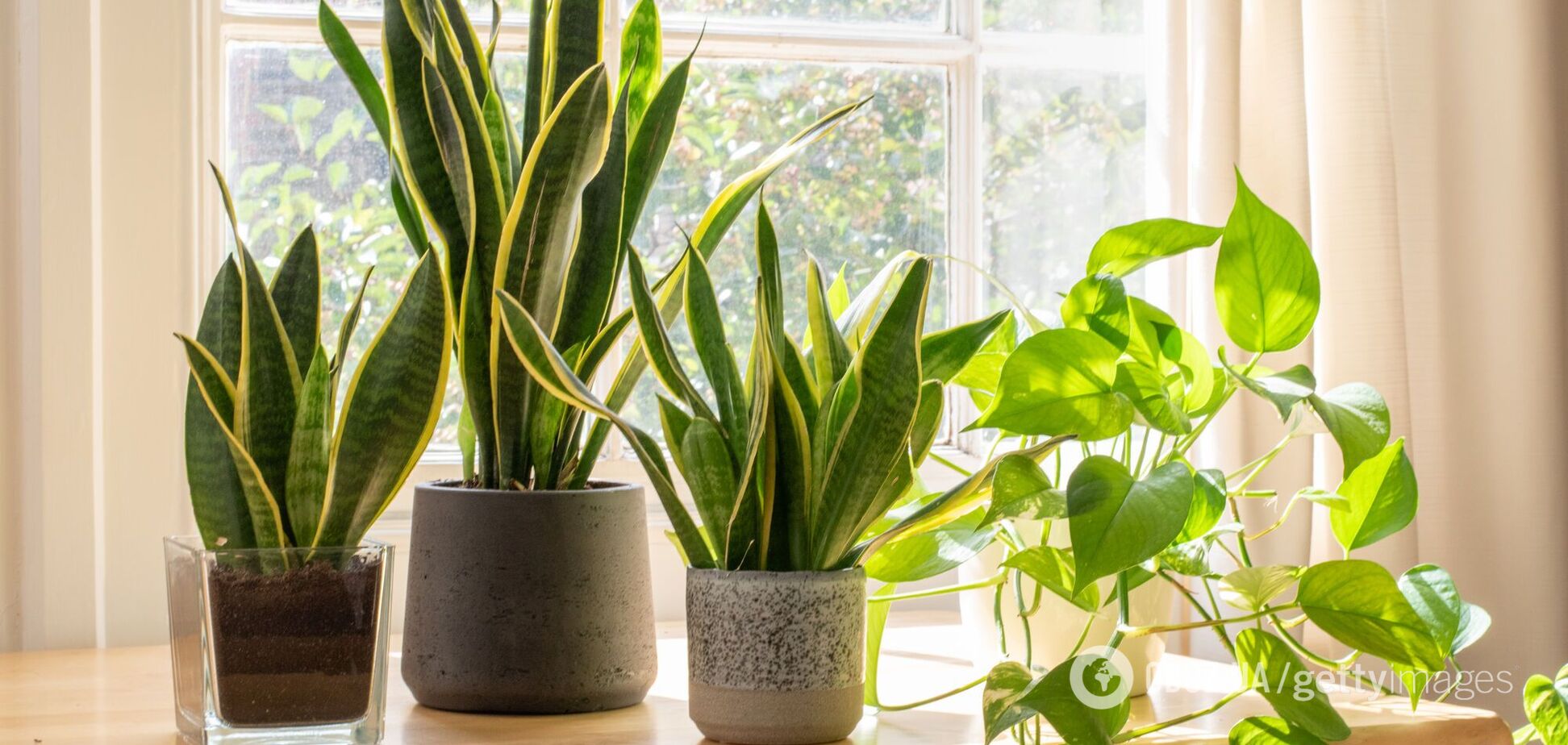 Как поливать сансевиерию, чтобы не навредить: есть простой секрет