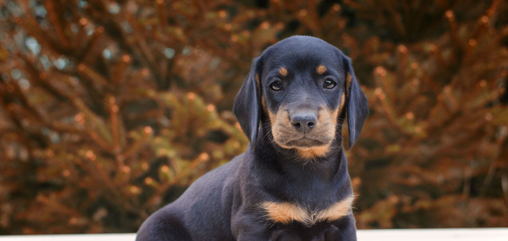 Перестаньте вчити цуценят одній поширеній команді: дресирувальниця поділилася кращою альтернативою