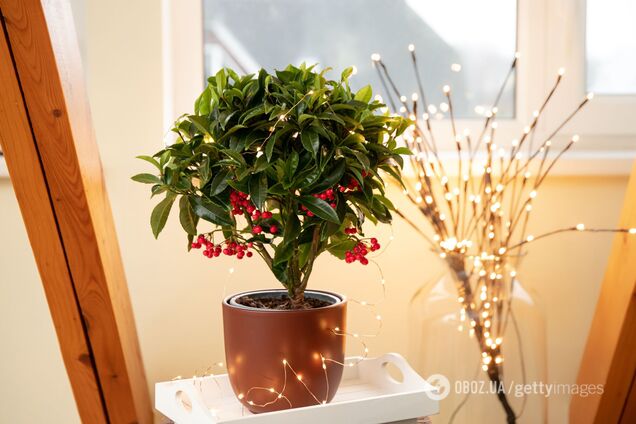 Альтернатива пуансеттии: названо рождественское растение, которое живет гораздо дольше