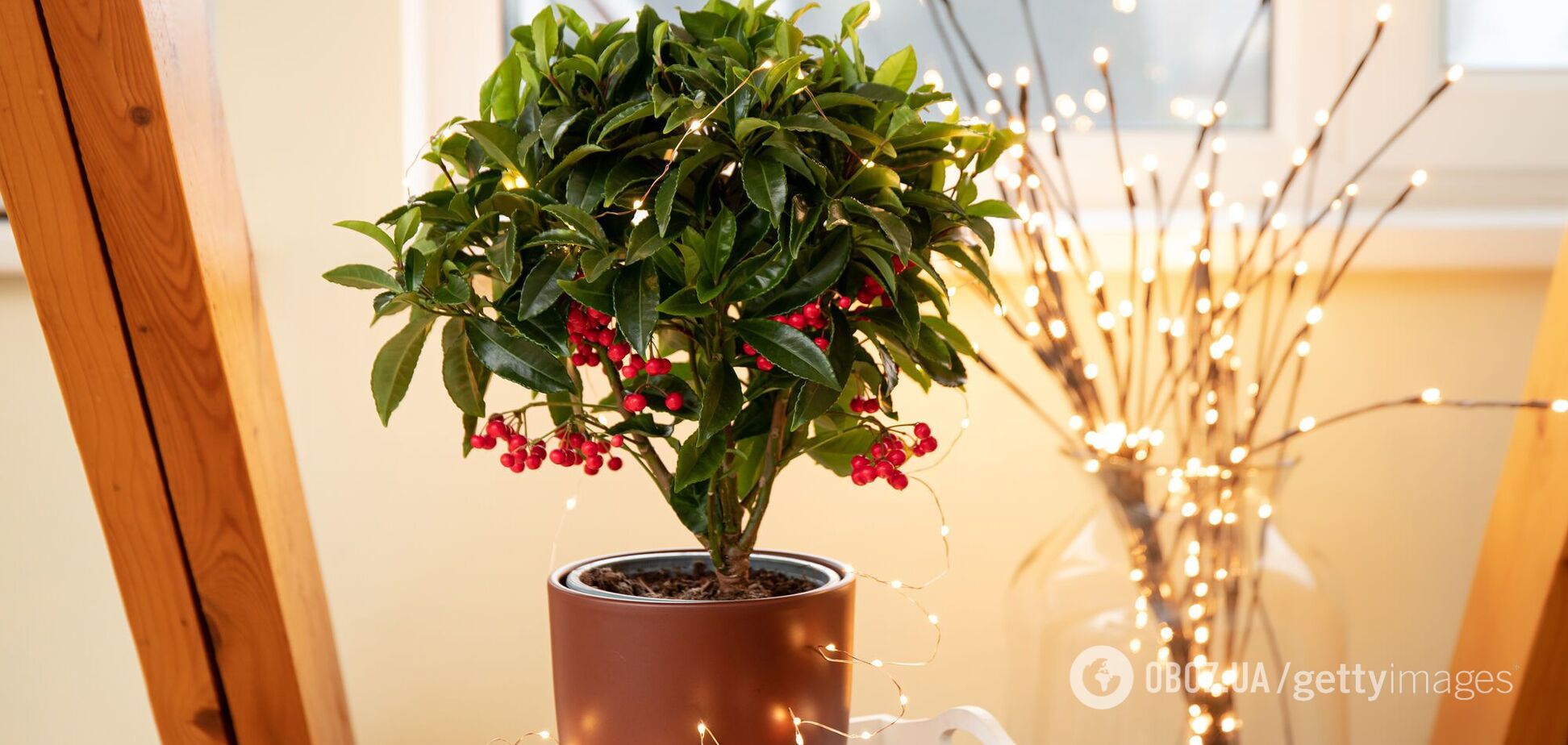 Альтернатива пуансеттии: названо рождественское растение, которое живет гораздо дольше